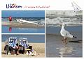 4960  USEDOM Strand - Möwe 2015